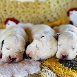 Male picking spot 2 (out of 3 males) - White and black male Dalmatian puppy in Hawkins, Texas from Snow Dalmatians
