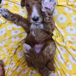 Poodle Puppies from Silly's Standard Poodles