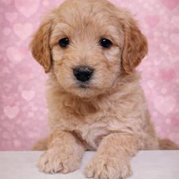Cocoa - Apricot male Goldendoodle puppy in Hendersonville, Tennessee from Ben's Best Buddy Goldendoodles