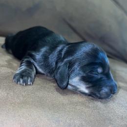 Rip (Russian lines) - Black and cream male Dachshund puppy in Goldthwaite, Texas from Mini Mama Dachshunds