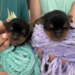 Yorkshire Terrier puppies from A Yorkie Tale