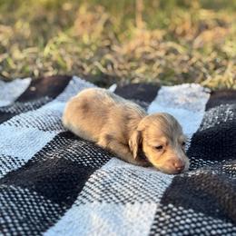 Dapple - Cream male Dachshund puppy in Crestview, Florida from Neverending Dachies
