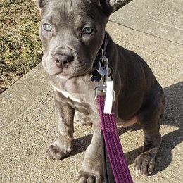 Cane Corso Puppies from Stephenson's Kennel