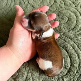 AKC Red Piebald - Piebald male Dachshund puppy in Colville, Washington from G&B Iron Mountain Dachshunds