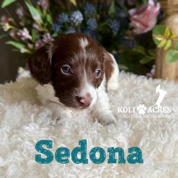 Sedona - Chocolate and tan female Dachshund puppy in Kemp, Texas from Koli Acres