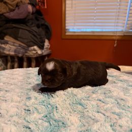 Bahamas - Chocolate female Shih Tzu puppy in Success, Missouri from Sweet Success
