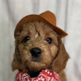 French Bulldog, Goldendoodle, and Golden Retriever Puppies from SoCalFamilyFrenchies, Doodles and more