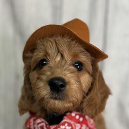 French Bulldog, Goldendoodle, and Golden Retriever Puppies from SoCalFamilyFrenchies, Doodles and more