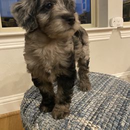 Aussiedoodle and Miniature Australian Shepherd Puppies from Dazy Mayze Mini Aussies and Aussiedoodles