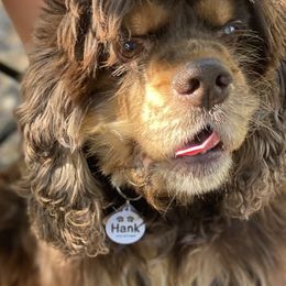 Hank - Cocker Spaniel