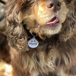 Hank - Cocker Spaniel