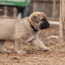 Anatolian Shepherd Dog Puppies from Wanyama Ranch Anatolians
