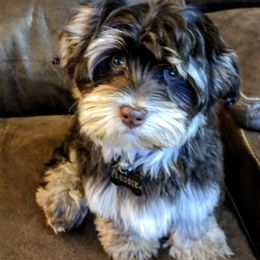 Begbie - Havanese