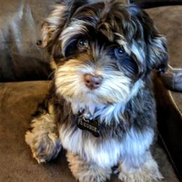 Begbie - Havanese