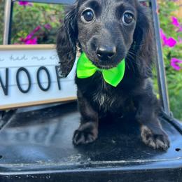 Black beauty - Black male Dachshund puppy in Payette, Idaho from NT Mini Doxies