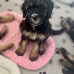 Goldendoodle Puppies from Fishermen’s Doodles