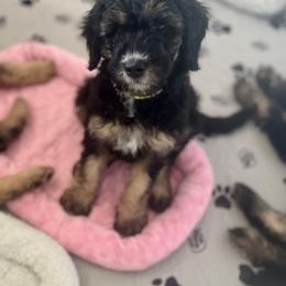 Goldendoodle Puppies from Fishermen’s Doodles