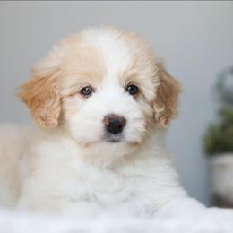 Violet - Cream female Aussiedoodle puppy in Tonopah, Arizona from Kae's Kennels