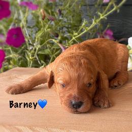 Barney - Apricot male Goldendoodle puppy in Lancaster, Minnesota from North Star Dog Training