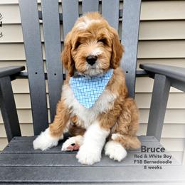 Bernedoodle Puppies from A Star is Born Doodles