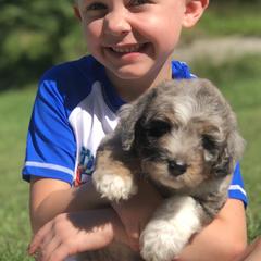 Aussiedoodle Puppies from Our Appalachian Doodles