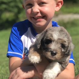 Aussiedoodle Puppies from Our Appalachian Doodles