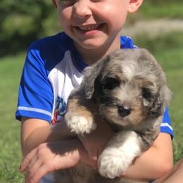 Aussiedoodle Puppies from Our Appalachian Doodles