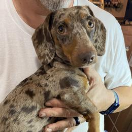 Johanna - Dachshund