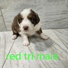Ella m1 green - Red tri-color male Australian Shepherd puppy in Arbela, Missouri from County Line Aussies