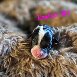 Ember 1 - Black and white female Aussiedoodle puppy in Redding, California from House Merrills Minis and Doodles