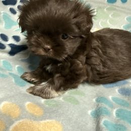Willy - Liver and white male Shih Tzu puppy in Jasper, Indiana from Jacob’s Shih Tzu & Shichon