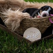 Calypso - Black white and tan female Entlebucher Mountain Dog puppy in Corvallis, Oregon from Feather Farm's Entles