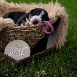 Calypso - Black white and tan female Entlebucher Mountain Dog puppy in Corvallis, Oregon from Feather Farm's Entles