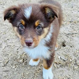Scout - Red tri male Miniature Australian Shepherd puppy in Hempstead, Texas from Young Gun Aussies
