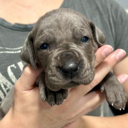 Great Dane Puppies from Blue Thunder Danes