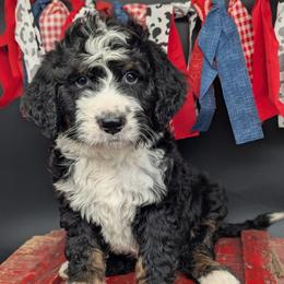Honey - Tri-color female Bernedoodle puppy in Lancaster, Minnesota from Richardville Hunde