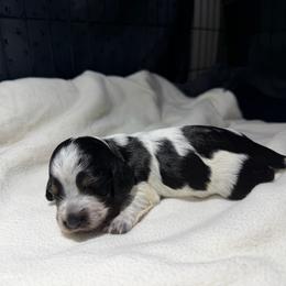 River - Piebald female Dachshund puppy in Hazlehurst, Georgia from DrakeFire Dachshunds