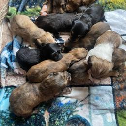 Dachshund Puppies from M.H.P Dachshunds