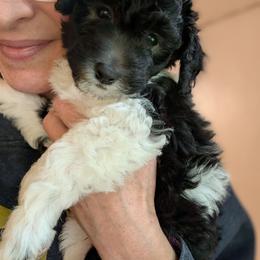 Orange Boy - (will be gray tuxedo) - Black male Whoodle puppy in Kalispell, Montana from Countryman Whoodles