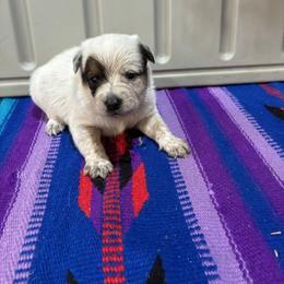 L65-02 - Red speckled male Australian Cattle Dog puppy in Sheridan, Oregon from 6pk Cattledogs