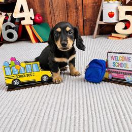 Black and cream boy - Black and cream male Dachshund puppy in Ely, Iowa from Cedar River Mini Dachshunds