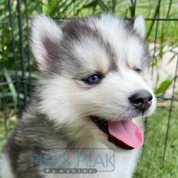 Venus - Silver and white female Pomsky puppy in Littleton, Colorado from Pikes Peak Pomskies