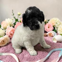 Dulce - Parti female Poodle puppy in Gainesville, Florida from Pet Inn Xxweetdoodles