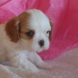 Cavalier King Charles Spaniels from Cowboy Cavaliers