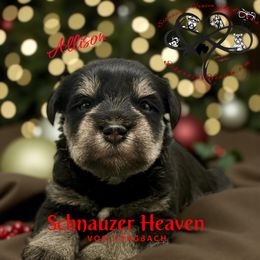 Allison AKC - Black and silver female Miniature Schnauzer puppy in Pelzer, South Carolina from Schnauzer Heaven Von Longbach