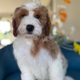 Norman - Parti male Goldendoodle puppy in Yuciapa, California from AlltheDoodlez_
