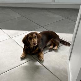Dachshund All Grown Up from Sonshine's Southern Doxies