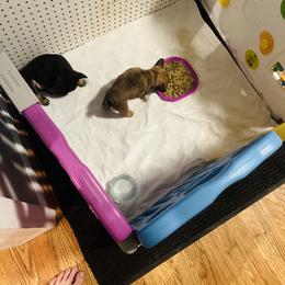 French Bulldog Puppies from Stratton Kennel