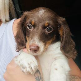 Boy 3 - Piebald male Dachshund puppy in Oklahoma from DRB Dachshunds