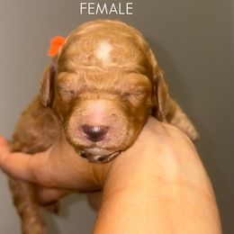 Yellow girl - Apricot female Poodle puppy in Nolensville, Tennessee from White Willow Poodles